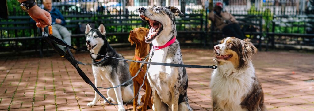 Four different breeds of dogs sitting and looking towards their handler waiting for instruction on a brick resting area in a park